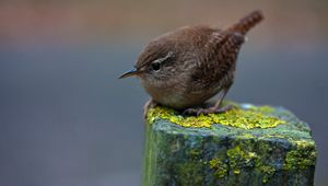 Preview wallpaper birdie, bird, pillar, moss, sit, feathers