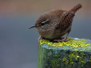 Preview wallpaper birdie, bird, pillar, moss, sit, feathers