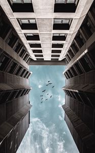 Preview wallpaper birds, bottom view, facade, building