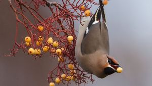 Preview wallpaper birds, branch, berries, food