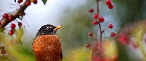 Preview wallpaper birds, branch, berry, sit, color