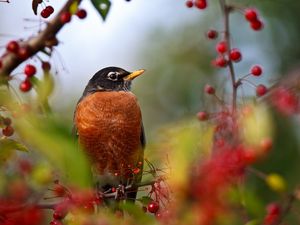 Preview wallpaper birds, branch, berry, sit, color