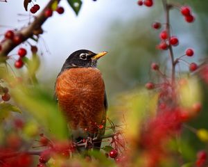 Preview wallpaper birds, branch, berry, sit, color