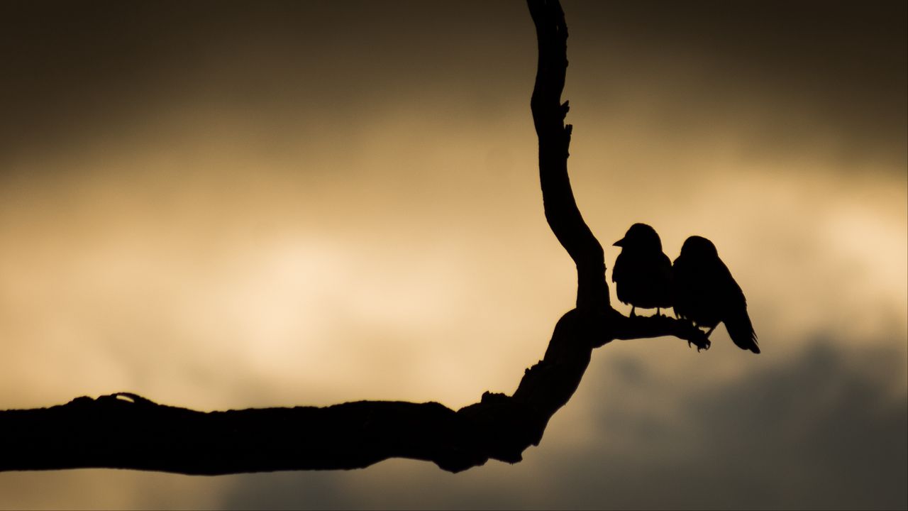 Wallpaper birds, branch, silhouettes, dark
