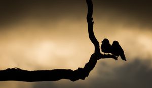 Preview wallpaper birds, branch, silhouettes, dark