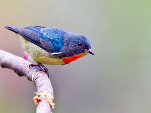 Preview wallpaper birds, branch, sit, color, bright