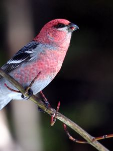 Preview wallpaper birds, branch, sit, color, beautiful