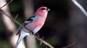 Preview wallpaper birds, branch, sit, color, beautiful