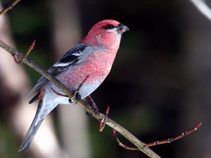 Preview wallpaper birds, branch, sit, color, beautiful