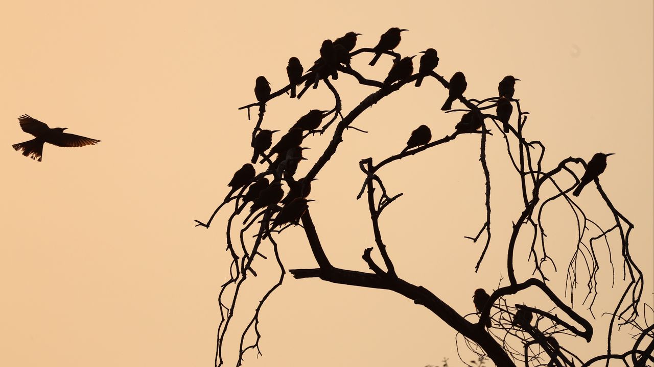 Wallpaper birds, branch, tree, silhouettes, dark