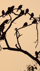 Preview wallpaper birds, branch, tree, silhouettes, dark