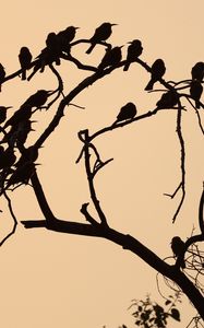 Preview wallpaper birds, branch, tree, silhouettes, dark