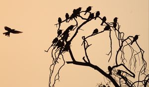 Preview wallpaper birds, branch, tree, silhouettes, dark