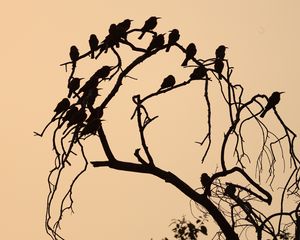 Preview wallpaper birds, branch, tree, silhouettes, dark