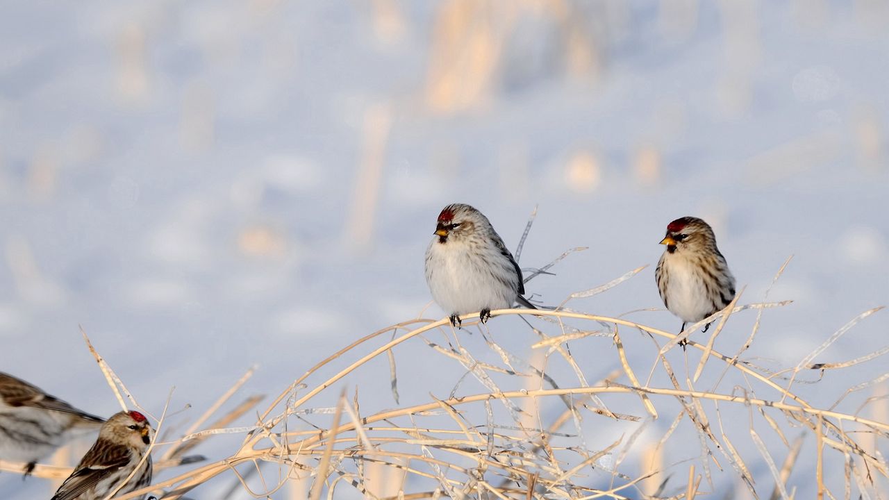 Wallpaper birds, branches, couple