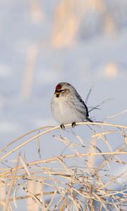 Preview wallpaper birds, branches, couple