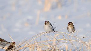 Preview wallpaper birds, branches, couple