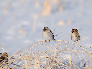 Preview wallpaper birds, branches, couple