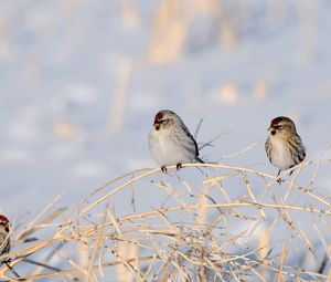 Preview wallpaper birds, branches, couple