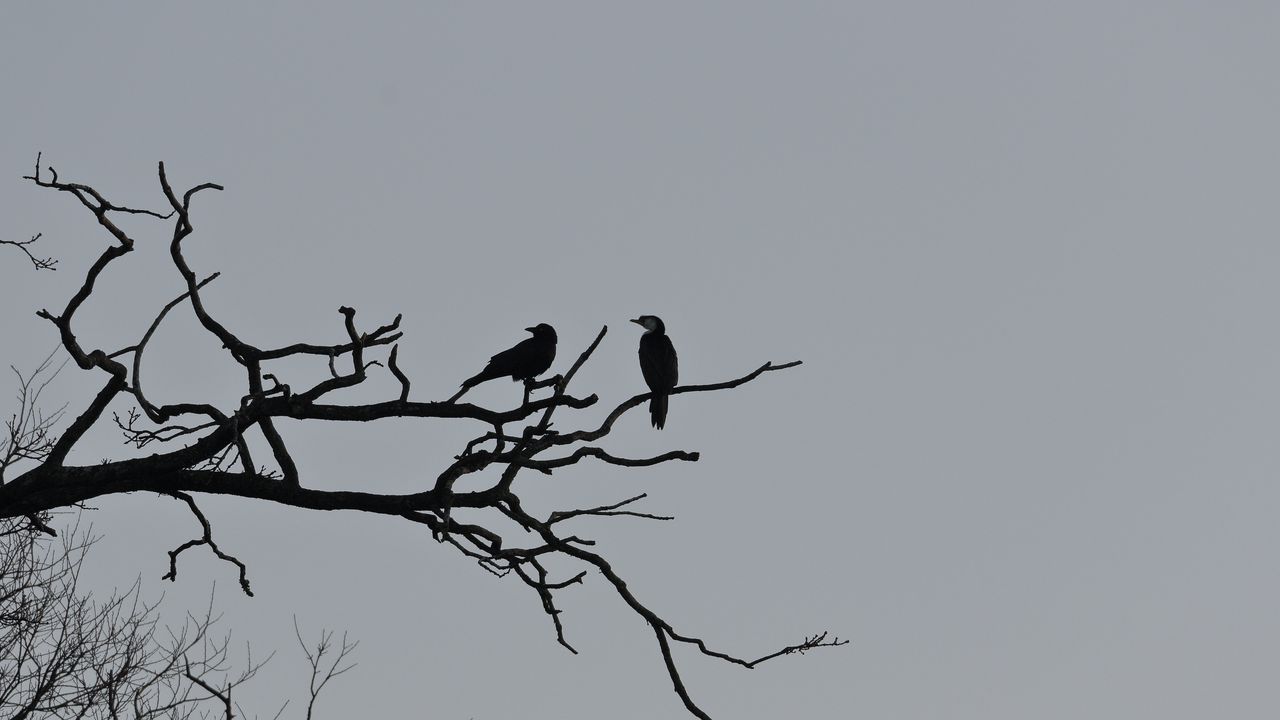 Wallpaper birds, branches, driftwood, tree, sky