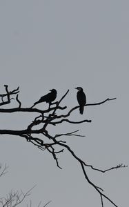 Preview wallpaper birds, branches, driftwood, tree, sky