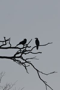 Preview wallpaper birds, branches, driftwood, tree, sky