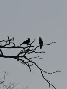 Preview wallpaper birds, branches, driftwood, tree, sky