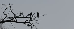 Preview wallpaper birds, branches, driftwood, tree, sky