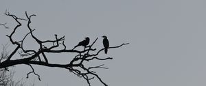 Preview wallpaper birds, branches, driftwood, tree, sky