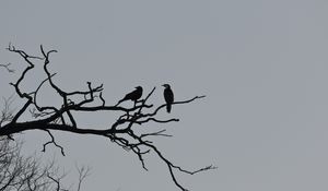 Preview wallpaper birds, branches, driftwood, tree, sky