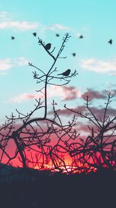 Preview wallpaper birds, branches, silhouette, sky