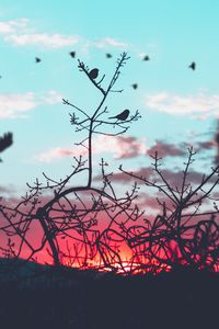 Preview wallpaper birds, branches, silhouette, sky