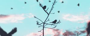 Preview wallpaper birds, branches, silhouette, sky