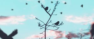 Preview wallpaper birds, branches, silhouette, sky