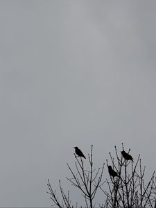 Preview wallpaper birds, branches, silhouettes, minimalism