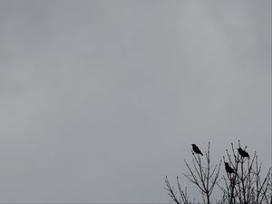 Preview wallpaper birds, branches, silhouettes, minimalism