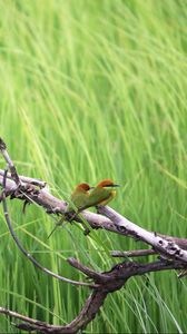 Preview wallpaper birds, branches, tree, nature, grass