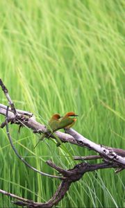 Preview wallpaper birds, branches, tree, nature, grass