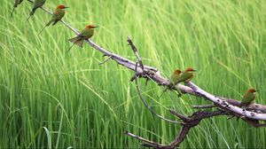 Preview wallpaper birds, branches, tree, nature, grass