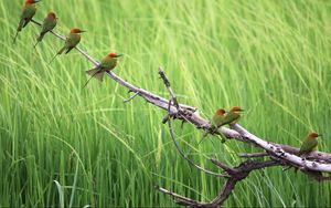 Preview wallpaper birds, branches, tree, nature, grass