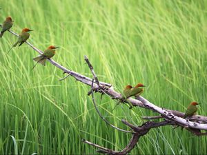 Preview wallpaper birds, branches, tree, nature, grass