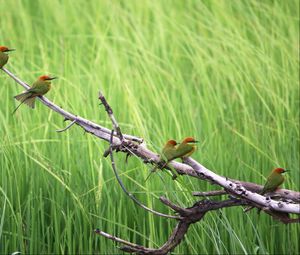 Preview wallpaper birds, branches, tree, nature, grass