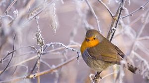 Preview wallpaper birds, branches, winter, snow, frost