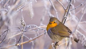 Preview wallpaper birds, branches, winter, snow, frost