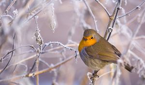 Preview wallpaper birds, branches, winter, snow, frost