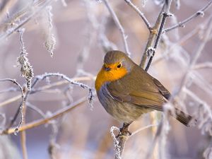 Preview wallpaper birds, branches, winter, snow, frost