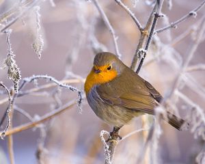 Preview wallpaper birds, branches, winter, snow, frost