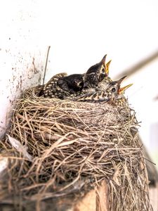 Preview wallpaper birds, chicks, nest, beak