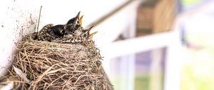 Preview wallpaper birds, chicks, nest, beak