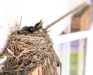 Preview wallpaper birds, chicks, nest, beak